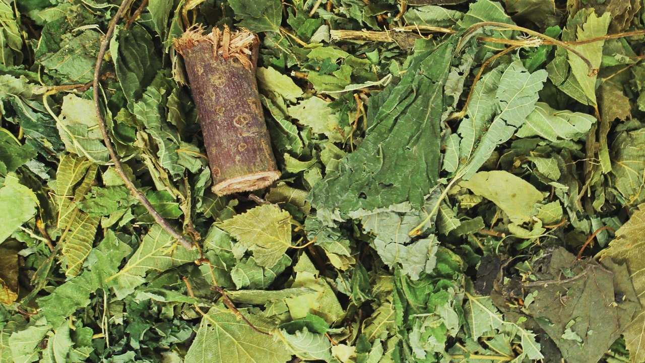 JR Skovhemmelighed 100 g